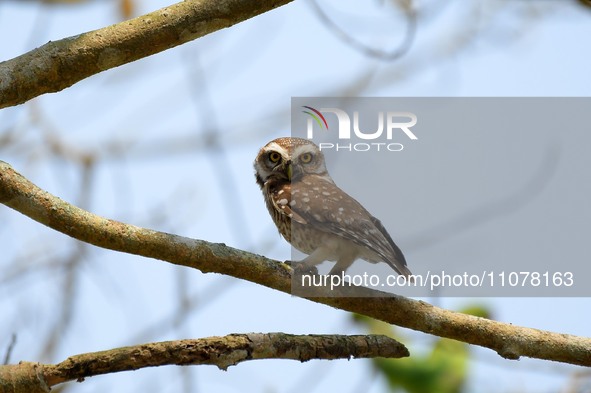 An Asian barred owlet is resting on a tree in Nagaon district, Assam, India, on March 16, 2024. 