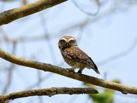 An Asian barred owlet is resting on a tree in Nagaon district, Assam, India, on March 16, 2024. (