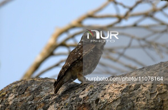 An Asian barred owlet is resting on a tree in Nagaon district, Assam, India, on March 16, 2024. 