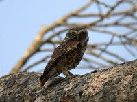 An Asian barred owlet is resting on a tree in Nagaon district, Assam, India, on March 16, 2024. (