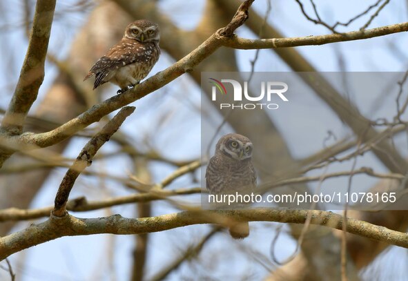 A pair of Asian barred owlets are resting on a tree in Nagaon district, Assam, India, on March 16, 2024. 