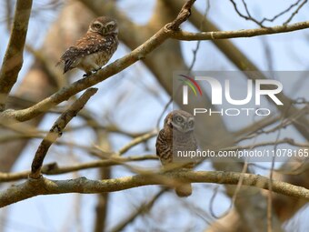 A pair of Asian barred owlets are resting on a tree in Nagaon district, Assam, India, on March 16, 2024. (