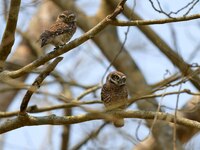 A pair of Asian barred owlets are resting on a tree in Nagaon district, Assam, India, on March 16, 2024. (