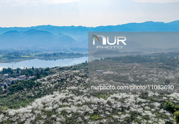 Fruit trees are blooming on the land that has been treated for rocky desertification near Tianchi Lake in Huaying, China, on March 16, 2024....