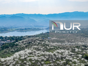 Fruit trees are blooming on the land that has been treated for rocky desertification near Tianchi Lake in Huaying, China, on March 16, 2024....