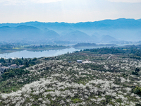 Fruit trees are blooming on the land that has been treated for rocky desertification near Tianchi Lake in Huaying, China, on March 16, 2024....