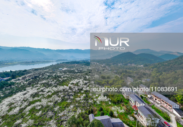 Fruit trees are blooming on the land that has been treated for rocky desertification near Tianchi Lake in Huaying, China, on March 16, 2024....