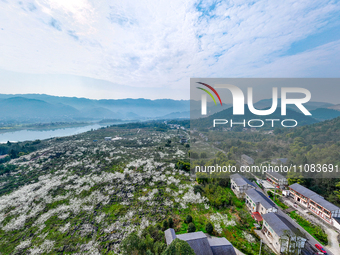 Fruit trees are blooming on the land that has been treated for rocky desertification near Tianchi Lake in Huaying, China, on March 16, 2024....