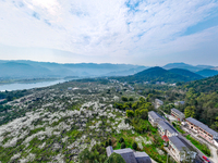 Fruit trees are blooming on the land that has been treated for rocky desertification near Tianchi Lake in Huaying, China, on March 16, 2024....