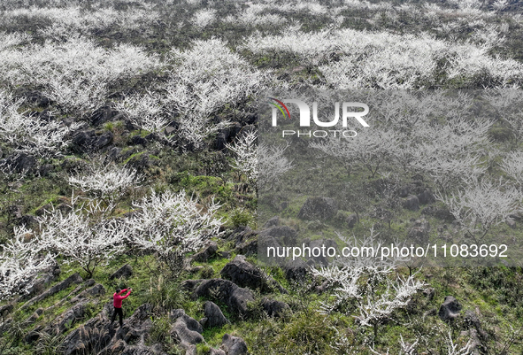 Fruit trees are blooming on the land that has been treated for rocky desertification near Tianchi Lake in Huaying, China, on March 16, 2024....