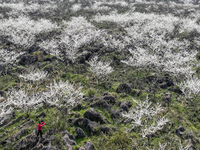 Fruit trees are blooming on the land that has been treated for rocky desertification near Tianchi Lake in Huaying, China, on March 16, 2024....