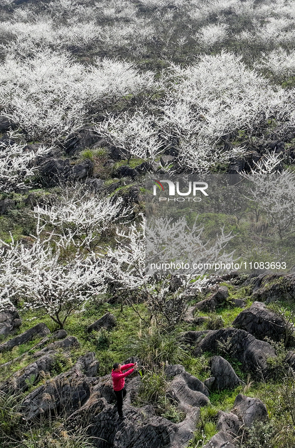 Fruit trees are blooming on the land that has been treated for rocky desertification near Tianchi Lake in Huaying, China, on March 16, 2024....