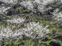 Fruit trees are blooming on the land that has been treated for rocky desertification near Tianchi Lake in Huaying, China, on March 16, 2024....