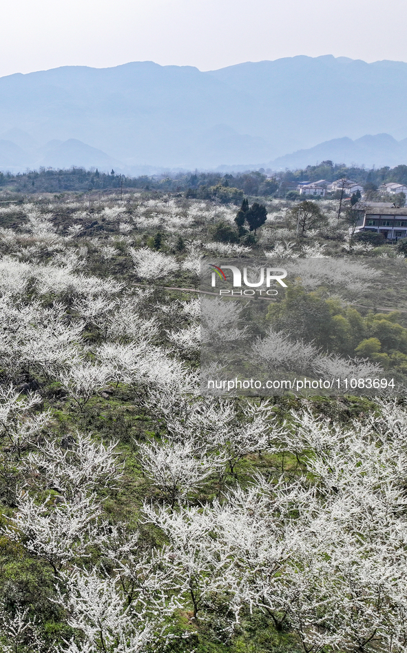 Fruit trees are blooming on the land that has been treated for rocky desertification near Tianchi Lake in Huaying, China, on March 16, 2024....