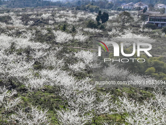 Fruit trees are blooming on the land that has been treated for rocky desertification near Tianchi Lake in Huaying, China, on March 16, 2024....