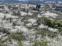 Fruit trees are blooming on the land that has been treated for rocky desertification near Tianchi Lake in Huaying, China, on March 16, 2024....