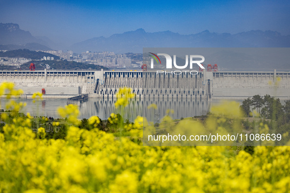 Rapeseed flowers are blooming around the Three Gorges Dam in Yichang, Hubei Province, China, on March 20, 2024. 