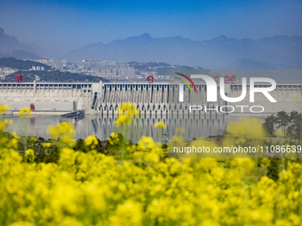 Rapeseed flowers are blooming around the Three Gorges Dam in Yichang, Hubei Province, China, on March 20, 2024. (