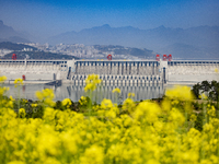 Rapeseed flowers are blooming around the Three Gorges Dam in Yichang, Hubei Province, China, on March 20, 2024. (