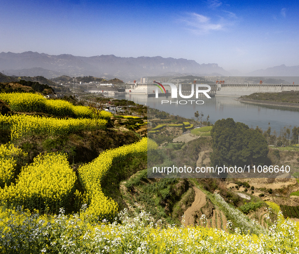 Rapeseed flowers are blooming around the Three Gorges Dam in Yichang, Hubei Province, China, on March 20, 2024. 