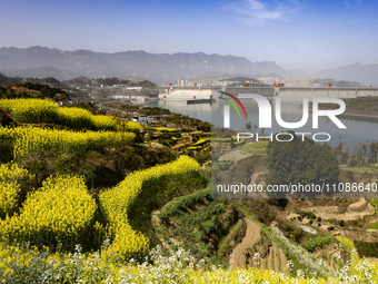 Rapeseed flowers are blooming around the Three Gorges Dam in Yichang, Hubei Province, China, on March 20, 2024. (