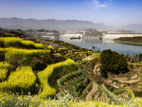 Rapeseed flowers are blooming around the Three Gorges Dam in Yichang, Hubei Province, China, on March 20, 2024. (