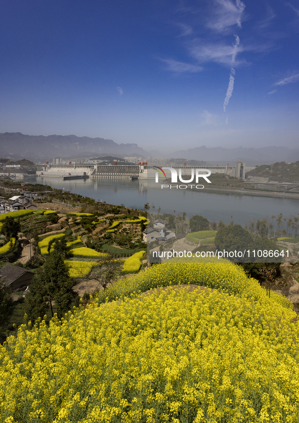 Rapeseed flowers are blooming around the Three Gorges Dam in Yichang, Hubei Province, China, on March 20, 2024. 