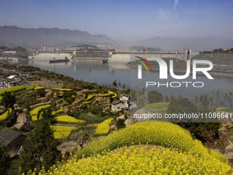 Rapeseed flowers are blooming around the Three Gorges Dam in Yichang, Hubei Province, China, on March 20, 2024. (