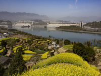 Rapeseed flowers are blooming around the Three Gorges Dam in Yichang, Hubei Province, China, on March 20, 2024. (