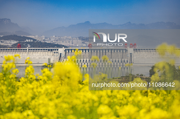 Rapeseed flowers are blooming around the Three Gorges Dam in Yichang, Hubei Province, China, on March 20, 2024. 