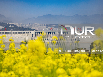 Rapeseed flowers are blooming around the Three Gorges Dam in Yichang, Hubei Province, China, on March 20, 2024. (