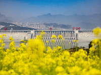 Rapeseed flowers are blooming around the Three Gorges Dam in Yichang, Hubei Province, China, on March 20, 2024. (