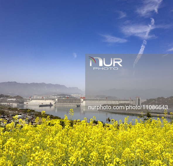 Rapeseed flowers are blooming around the Three Gorges Dam in Yichang, Hubei Province, China, on March 20, 2024. 