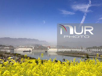 Rapeseed flowers are blooming around the Three Gorges Dam in Yichang, Hubei Province, China, on March 20, 2024. (