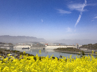 Rapeseed flowers are blooming around the Three Gorges Dam in Yichang, Hubei Province, China, on March 20, 2024. (