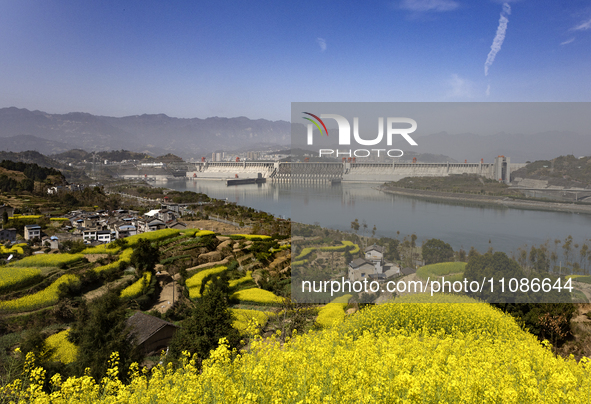 Rapeseed flowers are blooming around the Three Gorges Dam in Yichang, Hubei Province, China, on March 20, 2024. 