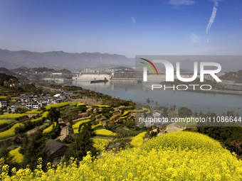 Rapeseed flowers are blooming around the Three Gorges Dam in Yichang, Hubei Province, China, on March 20, 2024. (