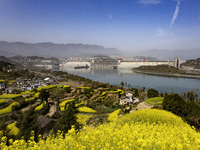 Rapeseed flowers are blooming around the Three Gorges Dam in Yichang, Hubei Province, China, on March 20, 2024. (