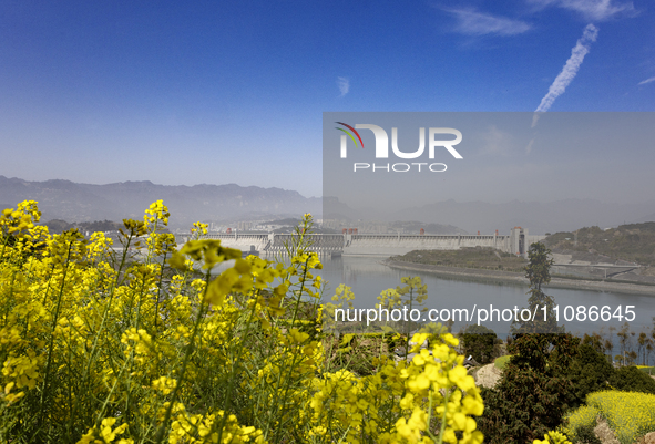 Rapeseed flowers are blooming around the Three Gorges Dam in Yichang, Hubei Province, China, on March 20, 2024. 