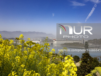 Rapeseed flowers are blooming around the Three Gorges Dam in Yichang, Hubei Province, China, on March 20, 2024. (