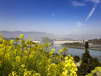 Rapeseed flowers are blooming around the Three Gorges Dam in Yichang, Hubei Province, China, on March 20, 2024. (