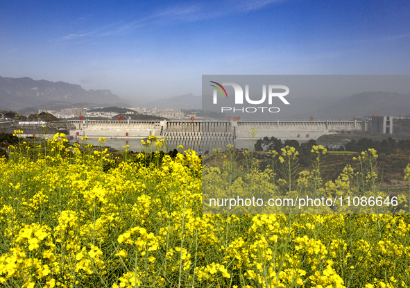 Rapeseed flowers are blooming around the Three Gorges Dam in Yichang, Hubei Province, China, on March 20, 2024. 