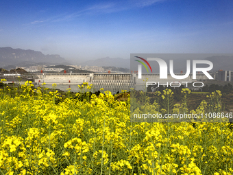 Rapeseed flowers are blooming around the Three Gorges Dam in Yichang, Hubei Province, China, on March 20, 2024. (