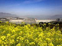 Rapeseed flowers are blooming around the Three Gorges Dam in Yichang, Hubei Province, China, on March 20, 2024. (