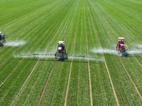 Farmers are spraying on a family ecological farm in Zouping, Shandong Province, China, on March 20, 2024. (