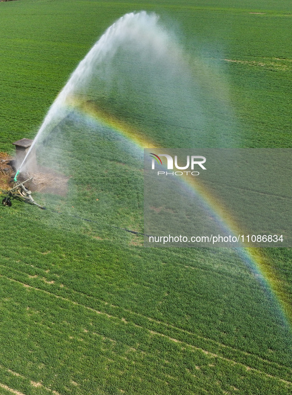 Farmers are carrying out water-saving irrigation in their fields in Zouping, Shandong Province, China, on March 20, 2024. 