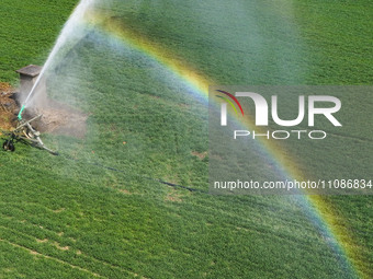 Farmers are carrying out water-saving irrigation in their fields in Zouping, Shandong Province, China, on March 20, 2024. (