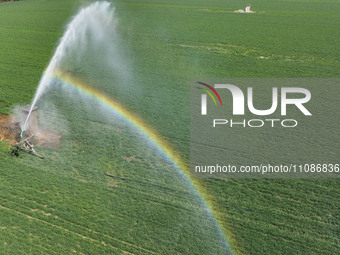 Farmers are carrying out water-saving irrigation in their fields in Zouping, Shandong Province, China, on March 20, 2024. (