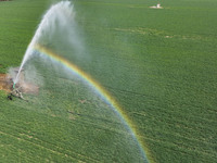 Farmers are carrying out water-saving irrigation in their fields in Zouping, Shandong Province, China, on March 20, 2024. (