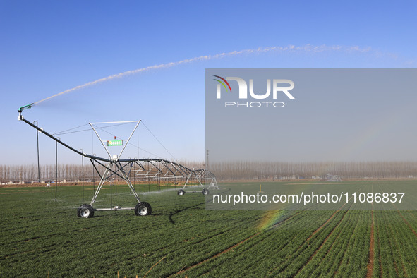 A farmer is performing sprinkler irrigation in a field in Zouping, China, on March 20, 2024. 